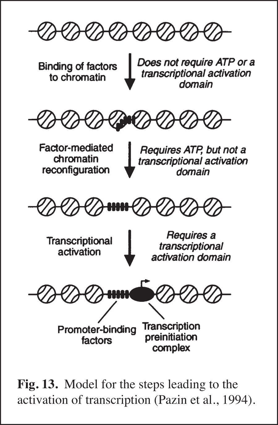 model for the steps leading to the activation of transcription